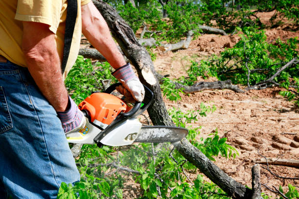 Residential Tree Removal in Lighthouse Point, FL